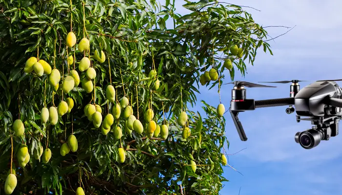 Uso de dron en mango